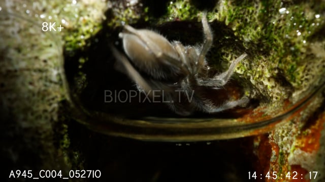 Bob Marley Spider inside coral hole during tide change 8K+ 4.mov
