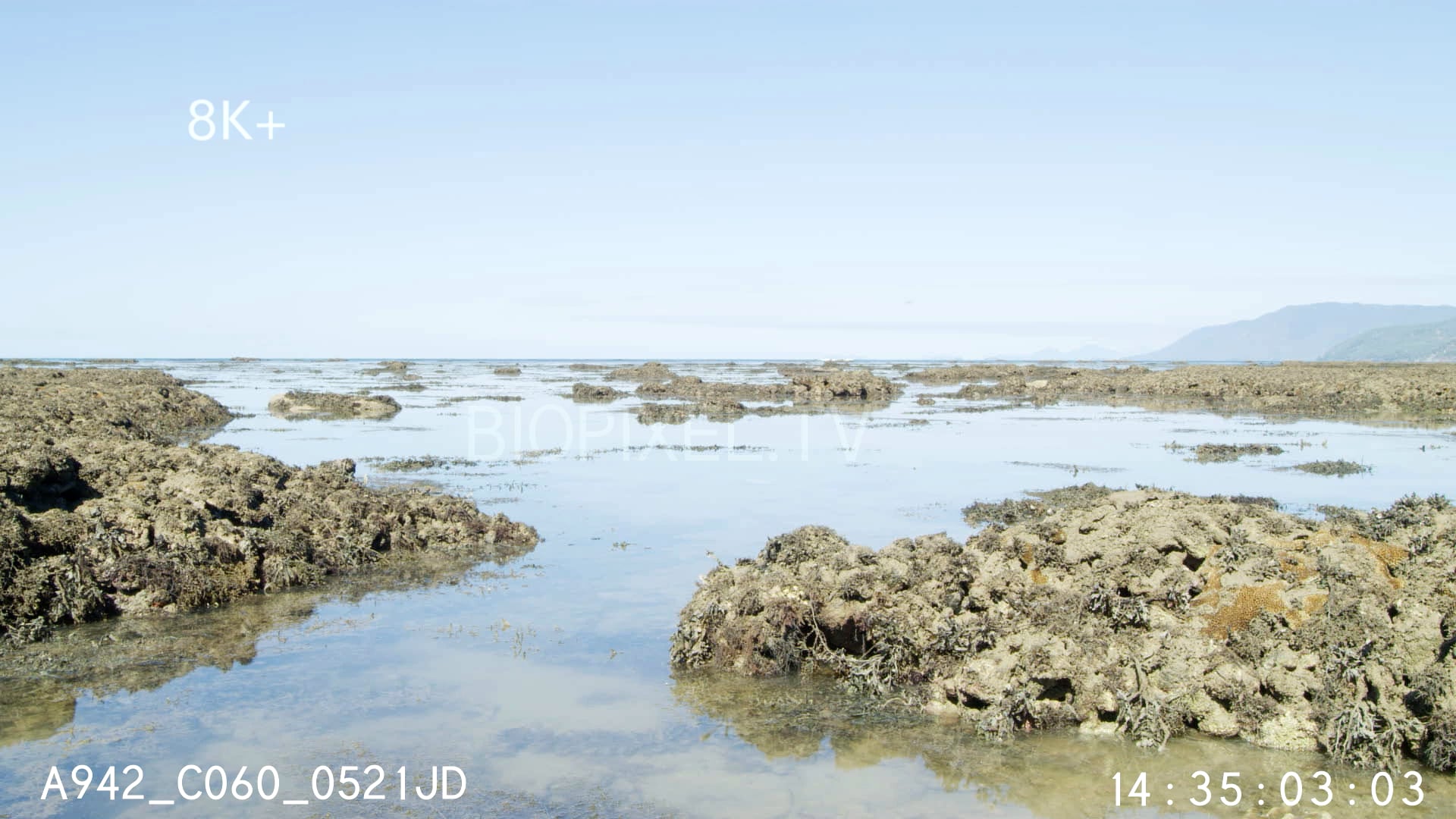 Bob Marley spider tidal habitat time lapse 8K+ 1 on Vimeo