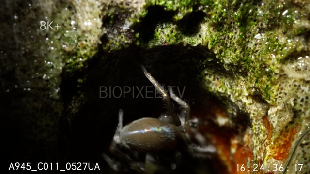 Bob Marley Spider inside coral hole during tide change 8K+ 5.mov