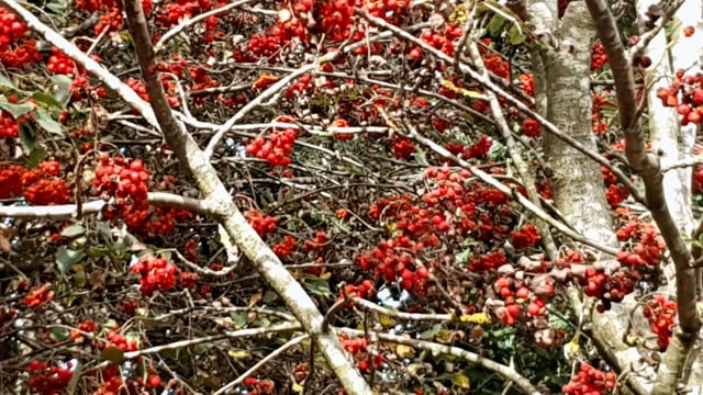 Fruits, Fresh, Forest. Free Stock Video - Pixabay