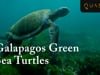 Galapagos Green Sea Turtles: Galapagos Snorkeling With Sea Turtles with Quasar