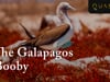 The Galapagos Booby: Red Footed & Blue Footed Boobies, Masked Boobies From The Galapagos