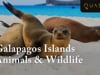 Galapagos Islands Animals & Wildlife - Animals In The Galapagos with Quasar