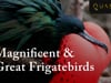 Magnificent & Great Frigatebirds Footage from Quasar Galapagos Expeditions