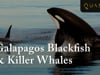 Watch Galapagos Mellon Head & Killer Whales On A Galapagos Cruise