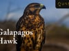 Watch The Galapagos Hawk Being a Predator On A Galapagos Cruise with Quasar