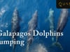 Watch Galapagos Dolphins Jumping During A Cruise with Quasar Expeditions