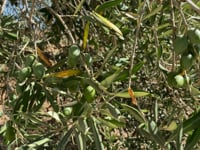 Olive trees tucked away in deepest Andalucia