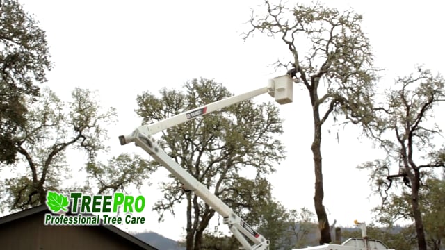 TreePro Provides Tree Removal for Mark West Springs Client after Tubbs Fire