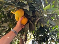 Orange juice squeezed from the tree at the rustic farmhouse holiday rental, El Monte Bajo, Nerja (Malaga). Visit us at elmontebajo.com