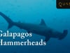 Galapagos Hammerheads - Swimming With The Scalloped Hammerhead Shark on Wolf & Darwin Island