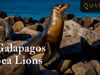 Galapagos Sea Lions - Watch Sea Lions In Their Habitat