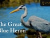 The Great Blue Heron - Watch Galapagos Heron Habitat Footage