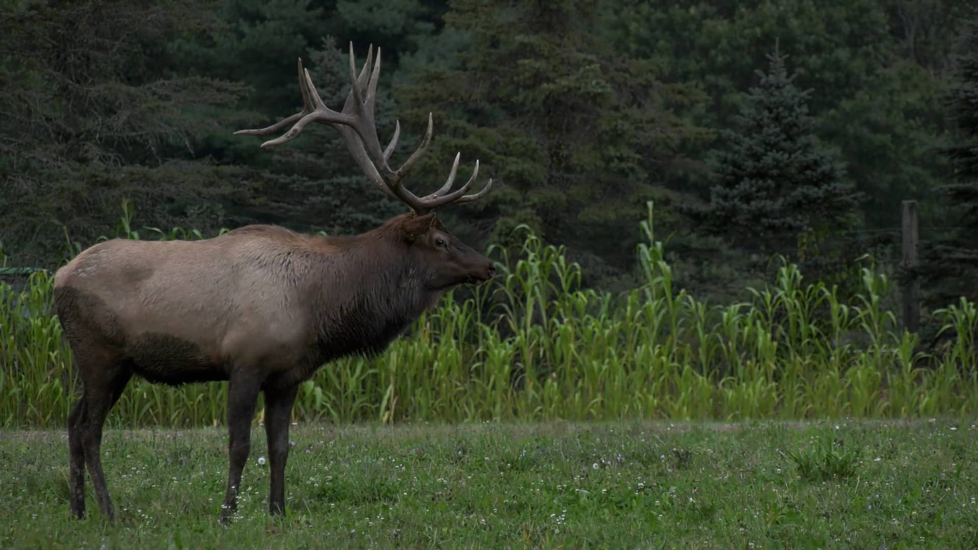 Elk Bugle Benezette PA 2021 on Vimeo