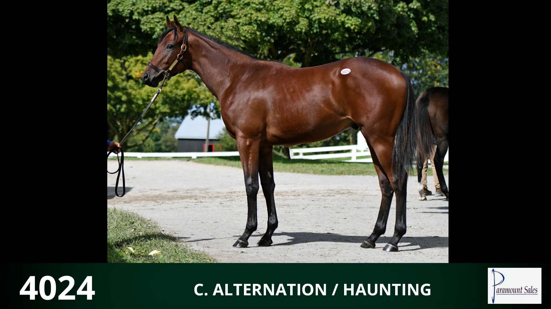 2021 Keeneland September Yearling Sale Hip 4024 Alternation x