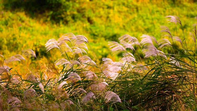 1,000 + 무료 가을 & 자연 동영상, Hd & 4K 영상 - Pixabay