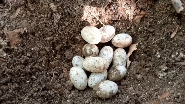 Snake Cobra Nest Eggs Free Stock Video - Pixabay
