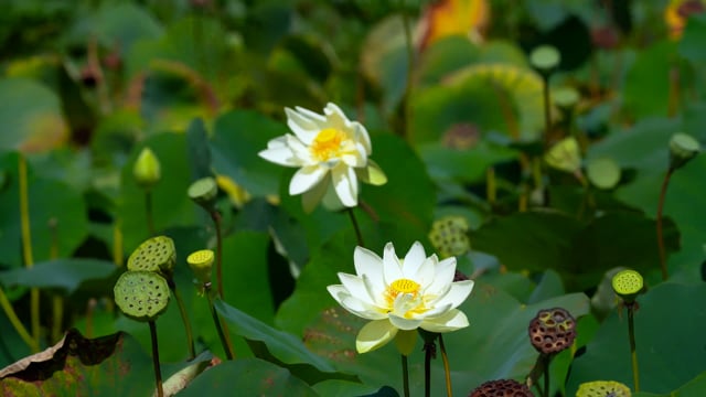 détail des fleurs du pin nain avec du pollen et des aiguilles de pin  7991306 Photo de stock chez Vecteezy