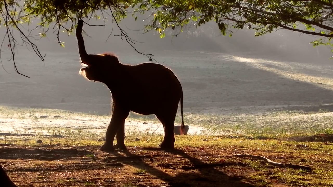 Saving Ganesh: The Elephants of Sri Lanka