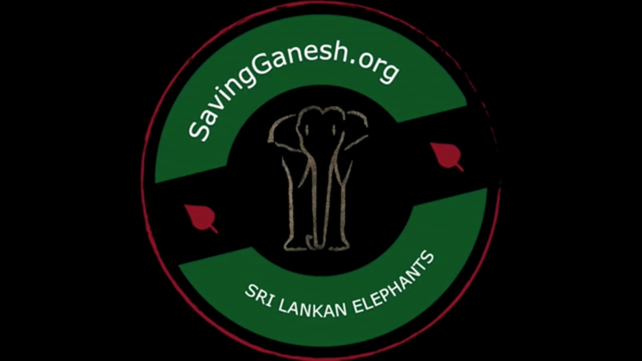 Sri Lanka's Garbage Dump Elephants