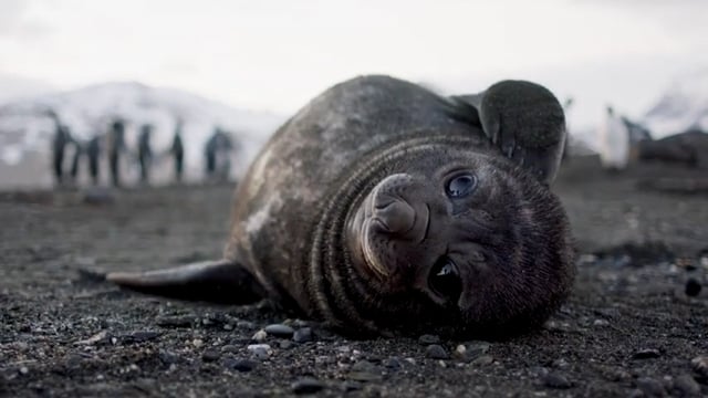 We Stand with Wildlife