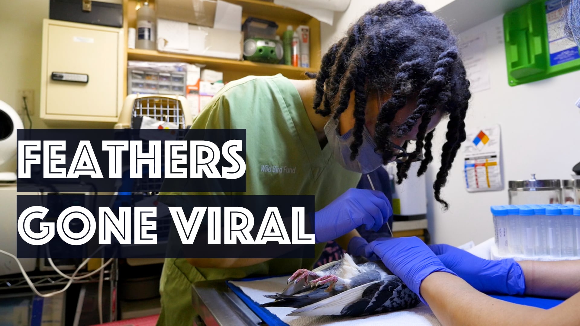 Feathers Gone Viral