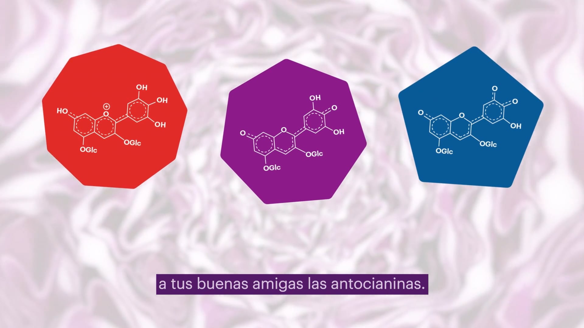 ¿Por qué es especial la col roja?