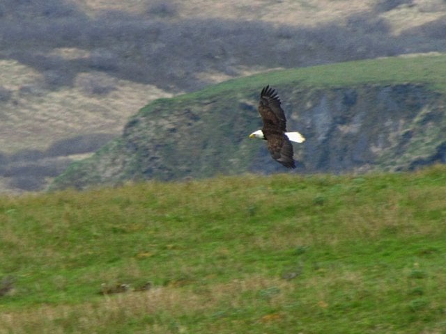 Bald Eagles at Surfer Beach