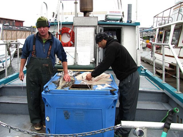 Fishermen Cleaning Their Catch