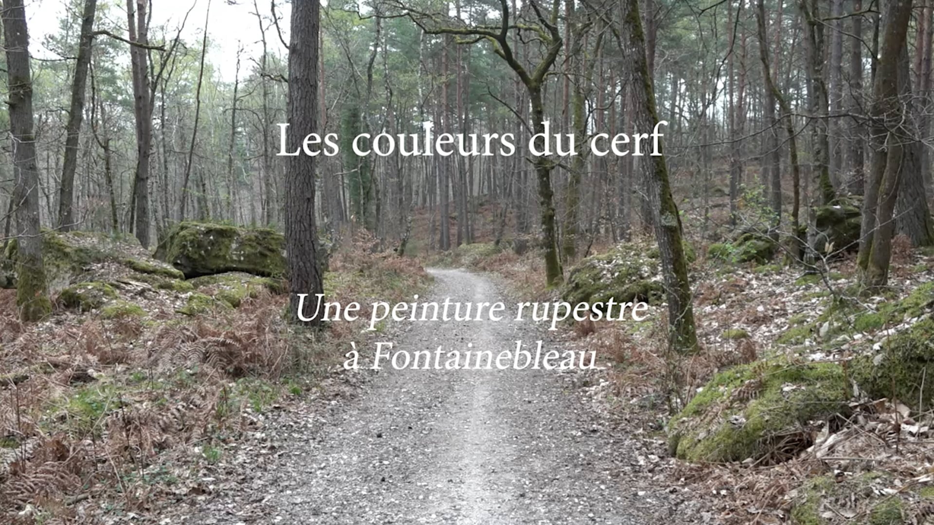 Vidéo Les couleurs du cerf - Une peinture rupestre à Fontainebleau