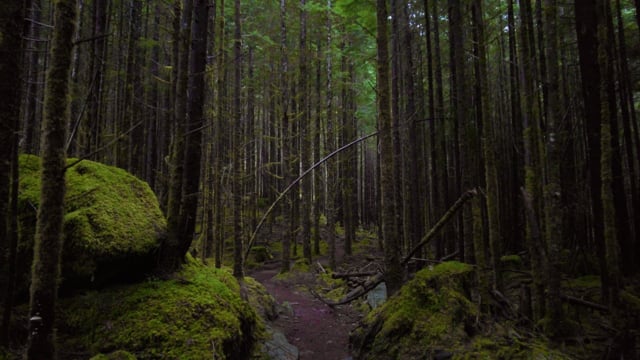 4K Virtual Hike through a Mystic Forest - Pratt River Trail - Scenic Walk (Music + Nature Sounds)
