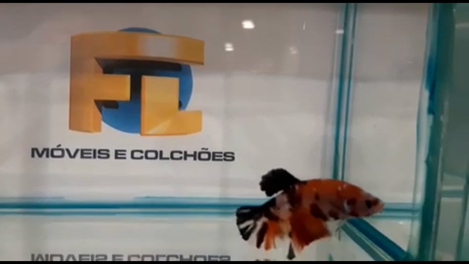 Best of Show