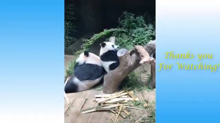 Vídeos de animais engraçados 2020 - Impossível não rir - Videos