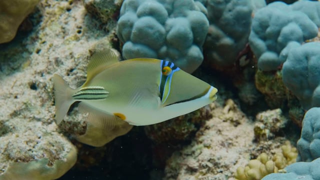 Amazing Underwater World of the Red Sea - 4K Relaxation Video with Calming Music - Part #5