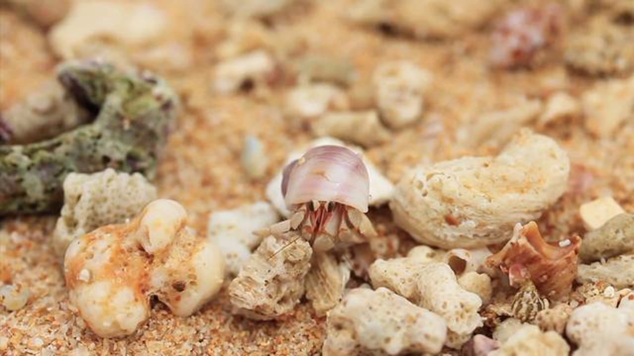 the hermit crab