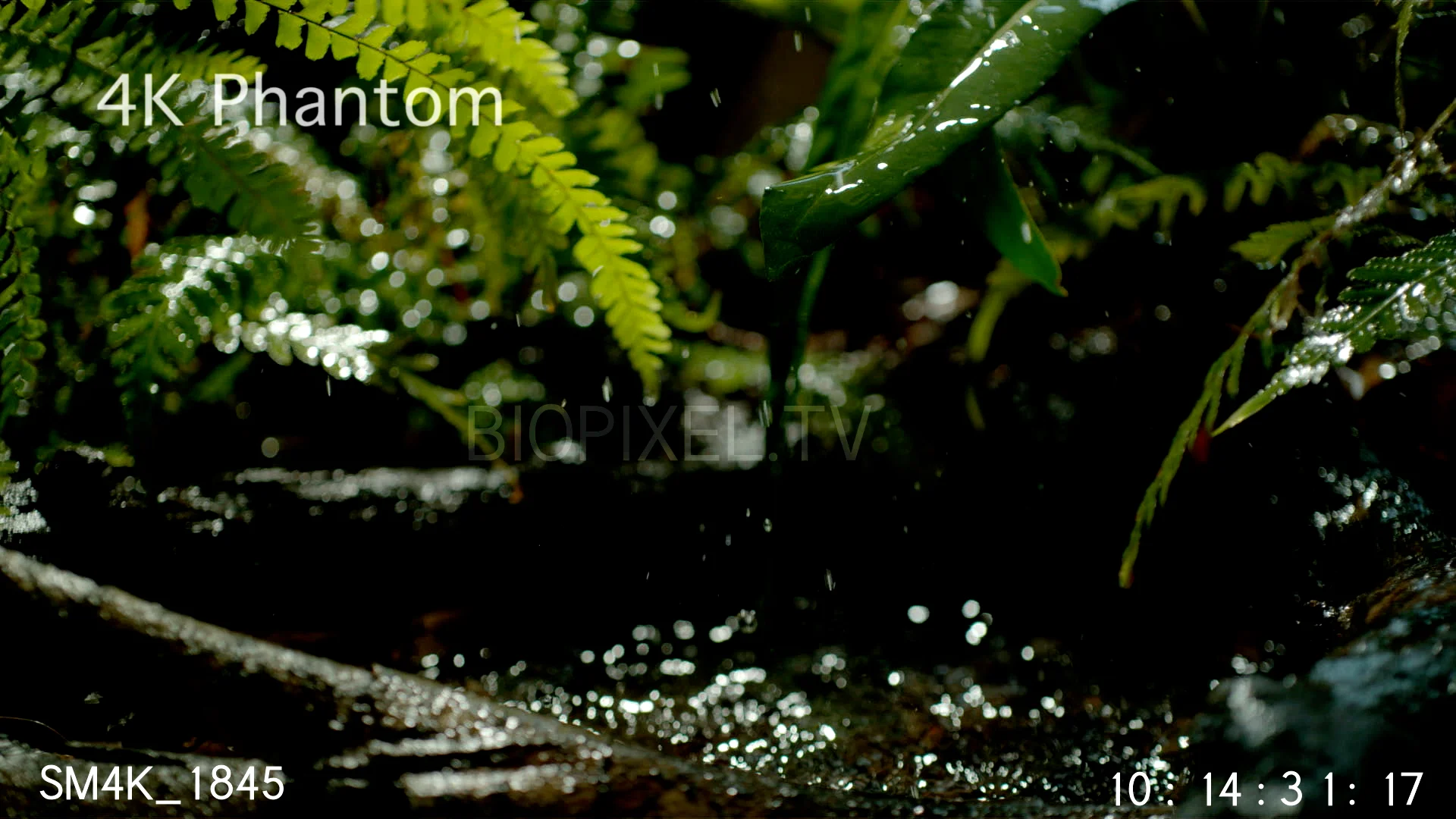 Rainforest Rain drops over tropical stream slow motion 1000 frames