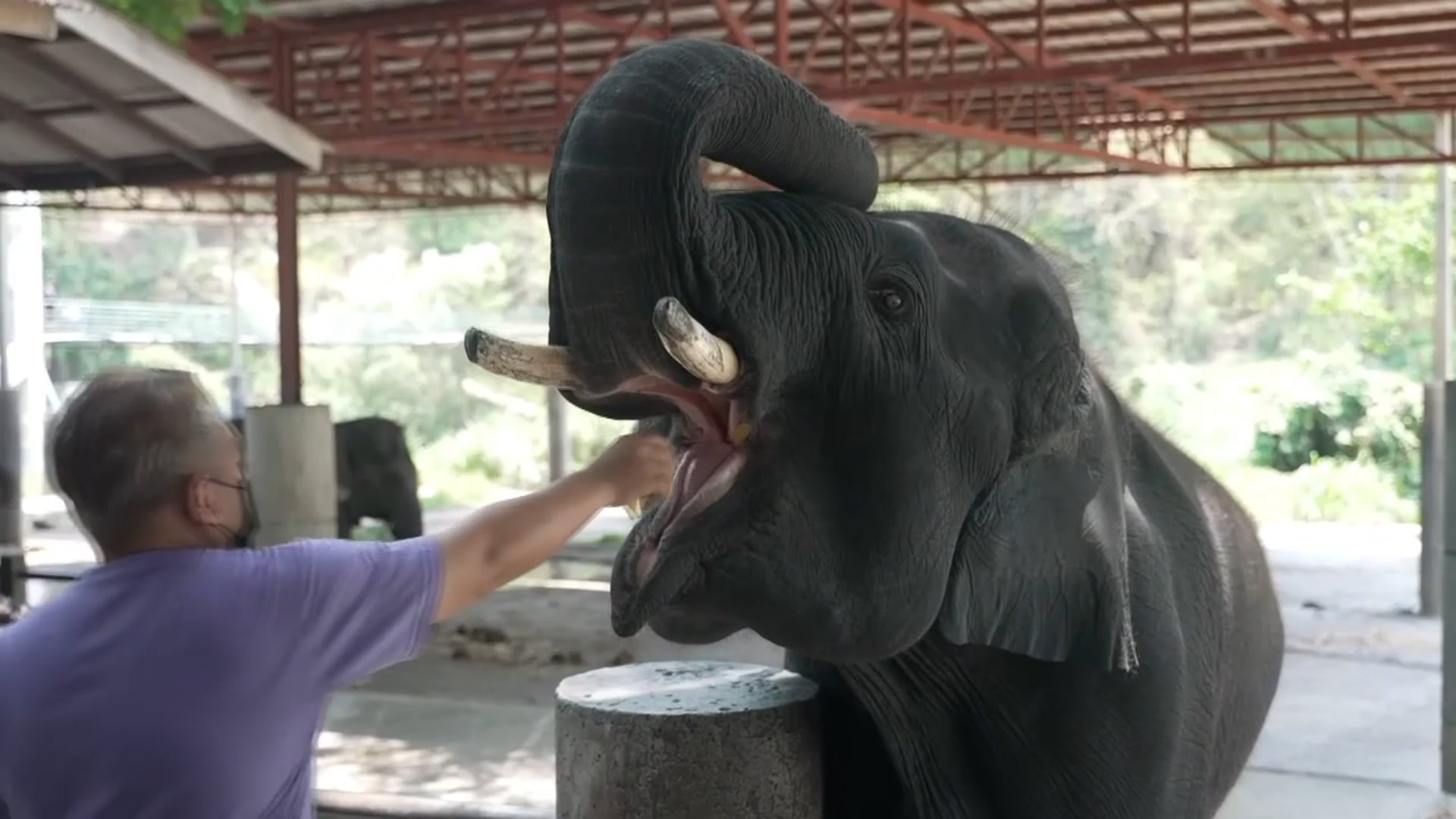 NOS /2021- Elephant tourism recovery