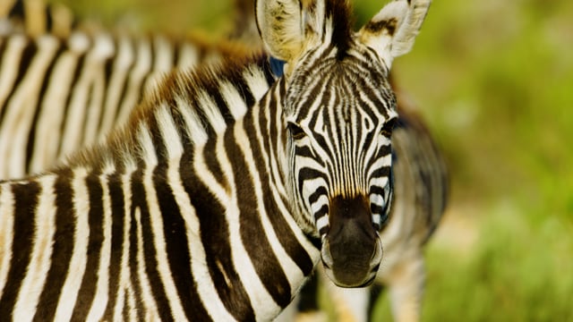 Wildlife of Gondwana Game Reserve, Africa - 7 HOURS of Amazing Wild Animals (NO MUSIC)