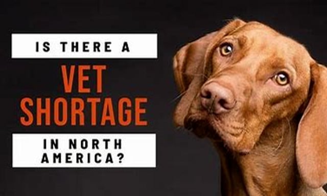 Veterinary Shortage - Why and What to Do