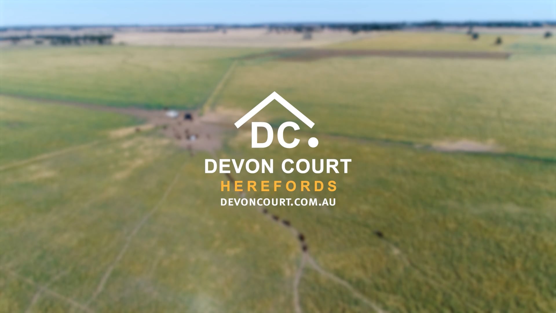 Devon Court Herefords