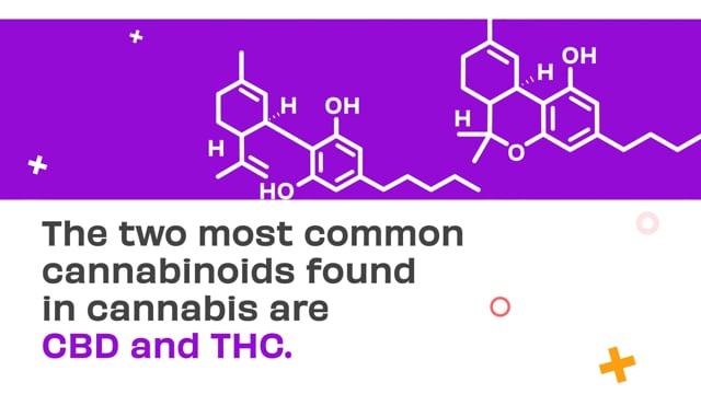 THC vs CBD