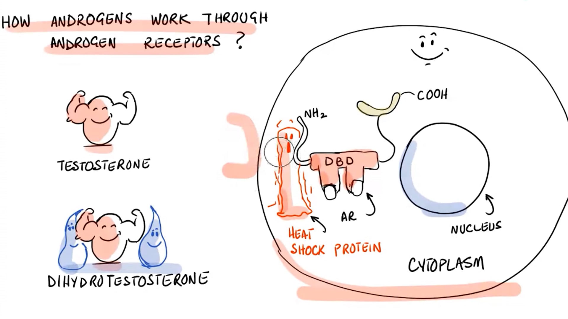 Androgens Physiological and Pharmacological Aspects (Lecture 1)