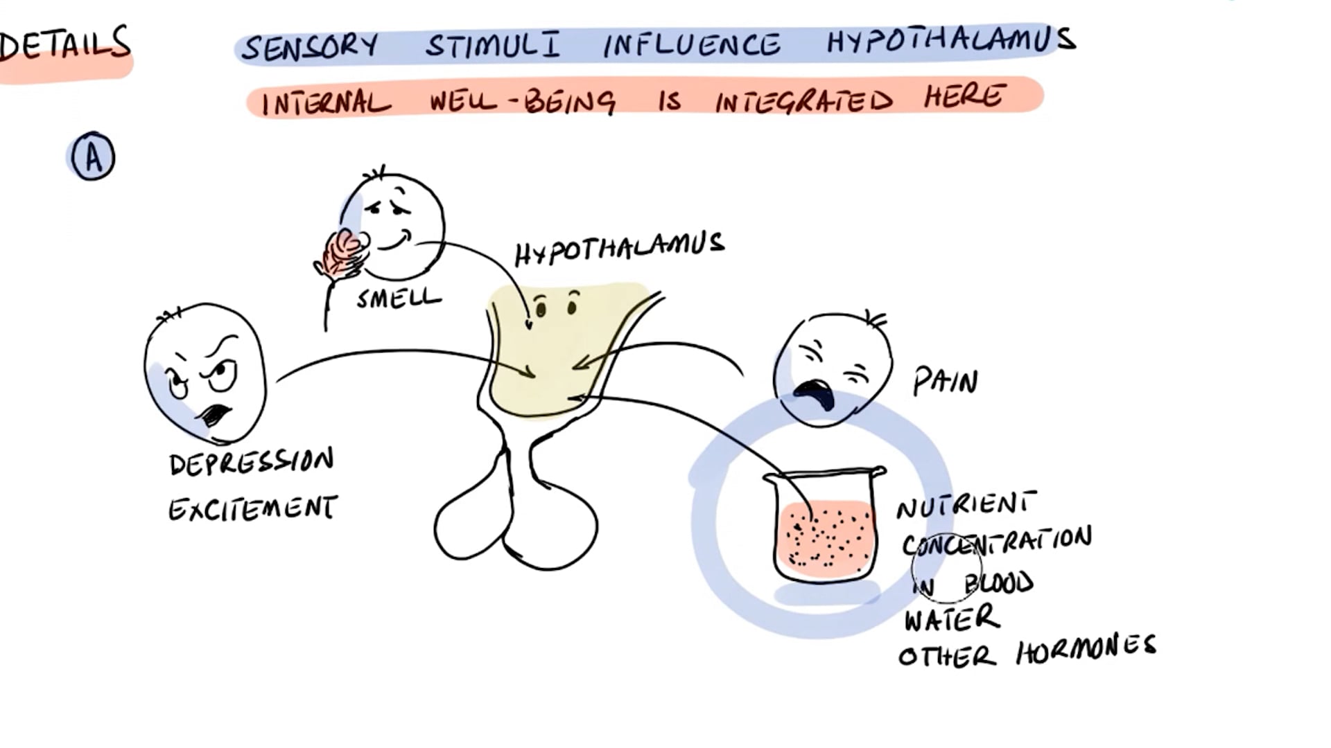 Androgens - What Controls Androgen Release (Lecture 2)