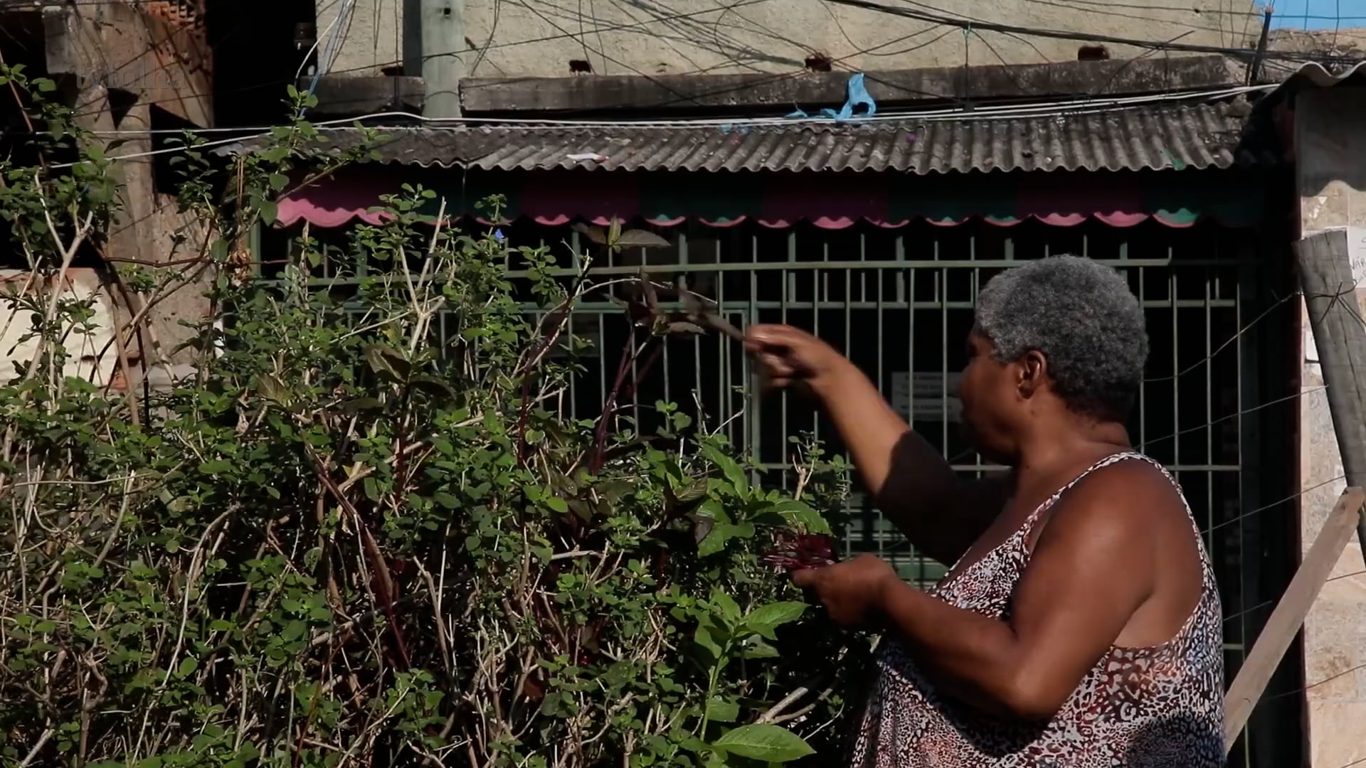 Horta gigante complementa refeições em favela do Rio durante pandemia