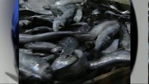 Els pescadors s'uneixen per frenar la nova llei de pesca