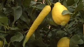 Llimones amb formes especials