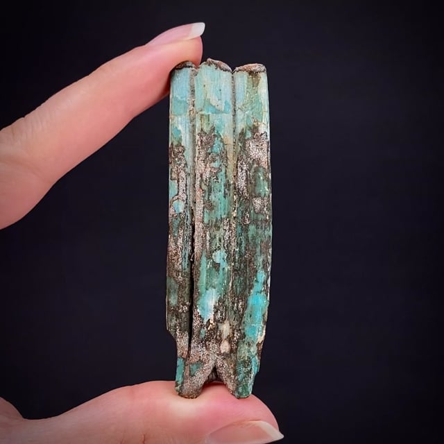 Turquoise ps. after fossil rodent tooth