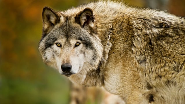Gray Wolf in profile