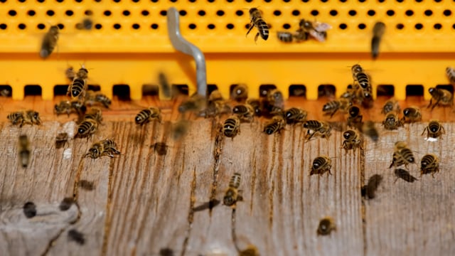 Найдена особь крупнейшей в мире пчелы, которая считалась вымершей