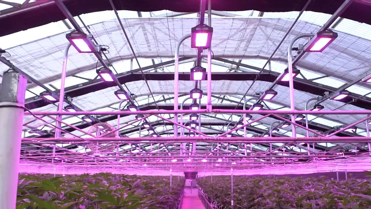 SolarSystem® 550 Premium LED Grow Lights | California LightWorks SolarSystem® 550 Premium LED Grow Lights | California LightWorks